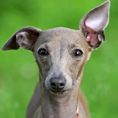 Левретка - фото собаки, описание и щенки | Порода и характер | Pet-Yes