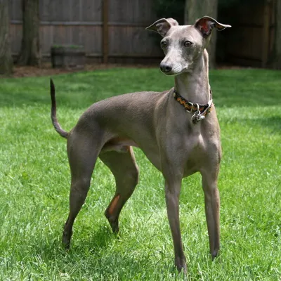 Левретка (Italian Greyhound) - это небольшая, стройная, изящная порода  собака. Описание, отзывы и фото собаки.