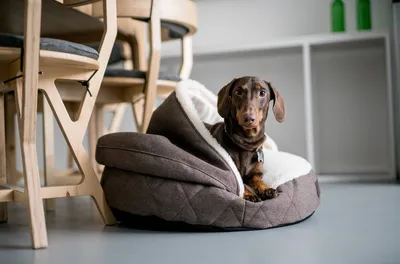 Домик/лежак для кошек и собак Природа Comfort - доставка по Украине |  ZooCool.ua
