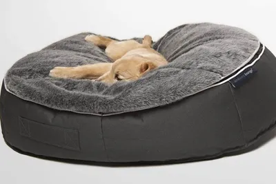 Купить лежанку для собак - как выбрать лежак?