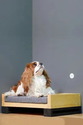 Лежаки для собак премиум класса Pet Lounge - элитные лежанки со съемным  чехлом