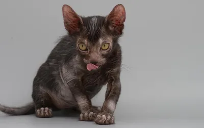 Котята Ликой - Angel Kiss - питомник редких пород кошек