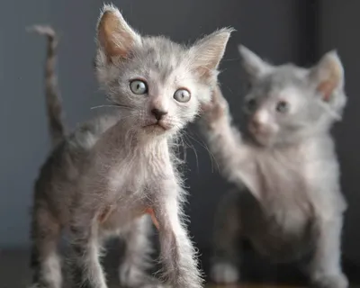ZooExpert - Ликой - кот с внешностью оборотня 😈: новая... | Facebook