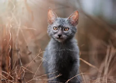 Порода кошки ликой (44 лучших фото)