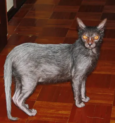 Кошка оборотень Ликой: описание породы | Kitty Pryde