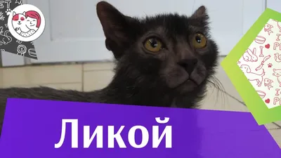 Дай шанс\" (Ташкент) Возьми собаку из приюта | Ликой - коты оборотни, новая  удивительная порода кошек ♥️ | Facebook