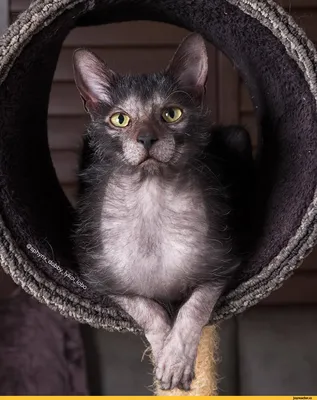Котята редкой породы Ликой | Саффи - Общество любителей животных
