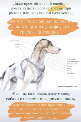 Онкология у собаки 😪 | Лимфома | Доберман Арес - YouTube