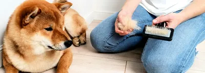 Стригущий лишай у собак: фото, лечение