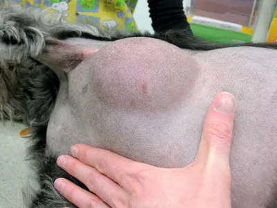 Удаление гигантской липомы у собаки 9 лет