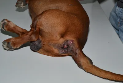 Клиническая картина опухоли шеи собаки.