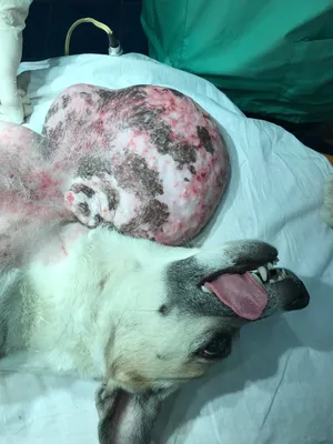 Benign tumor in dogs. Жировик у собаки. - YouTube