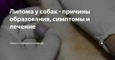 Бугорок на правом боку у собаки. Опухоль или не страшно?» — Яндекс Кью