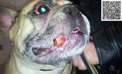 Помогите пожалуйста У собаки вылазят шишки, врач говорит это липомы. Собака  молодая 3 года... | ВКонтакте