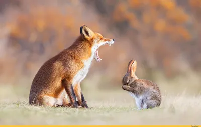 Лиса и заяц 