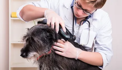 Васкулит у собак на ушах и коже - Veterinar-Dermatolog