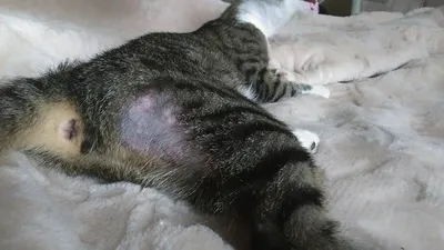 Лечение лишая (дерматофития) у кошек | Ветврач Купарев Леонид