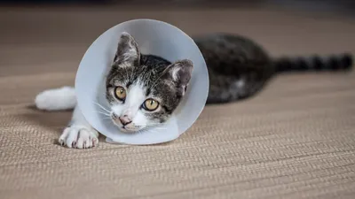 Лишай у кошки | Виды, симптомы и лечение