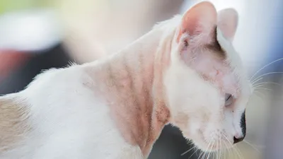 Как лечить лишай у домашних животных: кошек, котов, собак и др | Симптомы,  признаки, диагностика и способы лечения лишая у животных