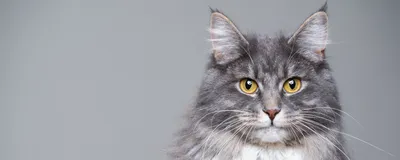 Лишай у котов: как его вылечить? | Zoohub