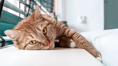 Лишай от кошки у человека: лечение и симптомы - Кот, пёс и я