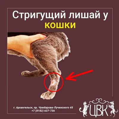 Лишай у кошек и котов — лечение в Москве, цена на услуги ветеринара в  клинике \"Амикус ВЕТ\"