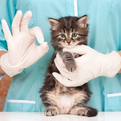 Лечение лишая (дерматофития) у кошек | Ветврач Купарев Леонид