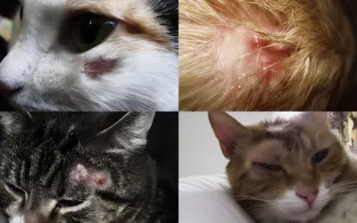 Лишай у кошек: как выглядит, признаки, чем лечить, виды