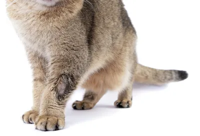 Лишай у кошек [Дерматофитоз]: признаки, симптомы и лечение