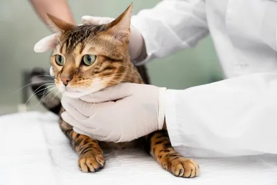 Лишай у кошек и собак: симптомы и лечение