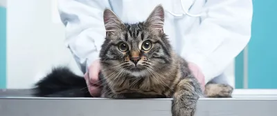 Как выглядит лишай у кошек и котов, признаки, симптомы лишая, микроспории -  YouTube