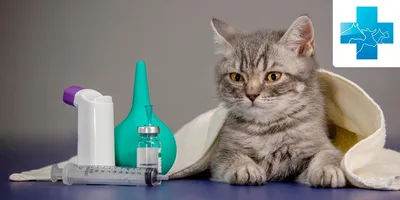 Лишай у кошек: как выглядит, чем лечить? | WHISKAS®