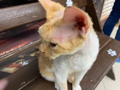 Ответы Mail.ru: Обнаружила у кошки такое пятно на ухе. Это лишай ?