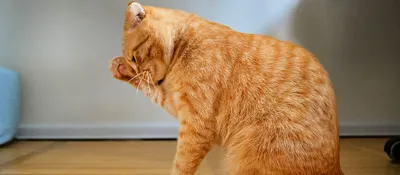 Причины алопеции (облысения) у кошек, способы лечения