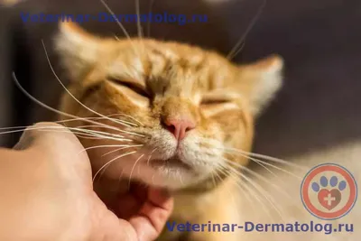 Болячки у кошки на шее - «Айболит Плюс» - сеть ветеринарных клиник