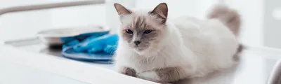 У кошки расчесы: симптомы и причины, диагностика, лечение в домашних  условиях, что делать, если ничего не помогает