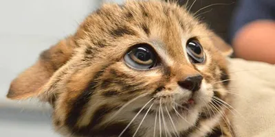 Милиарный дерматит у кошек - Кожа вашей кошки - Дуксо S3 RU