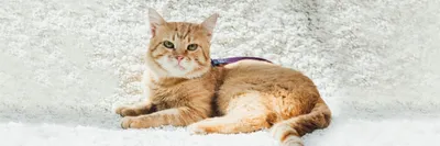 Лечение лишая у кошек в Москве и Московской области | Skyvet
