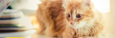 Стригущий лишай у кошек фото признаки и лечение в домашних условиях  (мокнущий и розовый лишай)