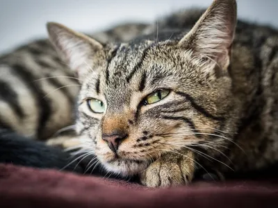Лишай у кошек и котов - симптомы и лечение: шампуни, мазь, уколы и таблетки