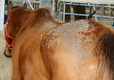 Мокнущие экземы (мокрецы) у лошадей: симптомы, лечение, профилактика |  Агропромышленный вестник