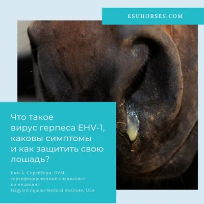 Болезни лошадей. Часть 7: Инфекционные болезни | EquiLife.ru - Первый  Конный журнал online