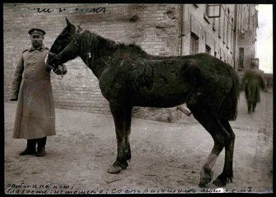 Болезни лошади: узнай симптомы и опереди врага | Ветеринарные препараты  оптом