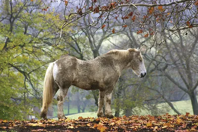 Что такое вирус герпеса EHV-1 лошадей? | ESU Horses