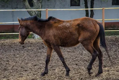 Минсельхоз утвердил новые ветправила по ринопневмонии лошадей | Ветеринария  и жизнь