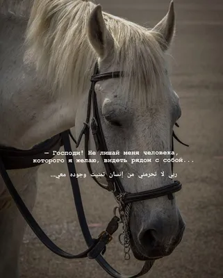 Лошади и конный спорт | Facebook