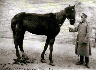 Резинки для лошади SHIRES \"Harbridge\" купить в Москве в зоомагазине, цены -  Сами с Усами