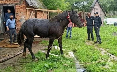 Распространённые заболевания лошадей и жеребят, их симптомы и способы  лечение