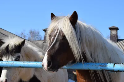 Вспышка вируса герпеса лошадей в Испании 2021 | ESU Horses