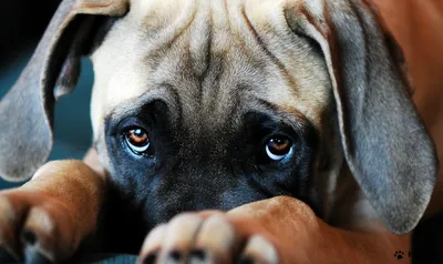 Лишай у собак | Симптомы, признаки, лечение